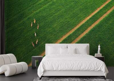 Deer on a green field aerial view  Wall mural