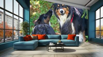 two dogs talking together calming signals Wall mural