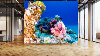 Pink Rhinopia fish in coral reef against blue background on a dive in Mauritius, Indian Ocean Wall mural