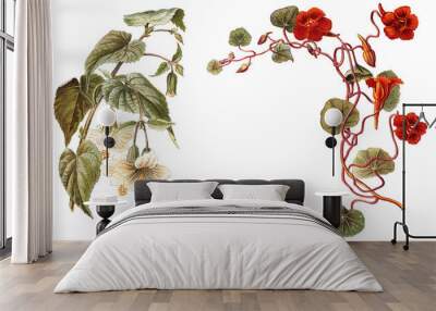 abutilon (left) and tropaeolum or nasturtium (right) / vintage illustration Wall mural