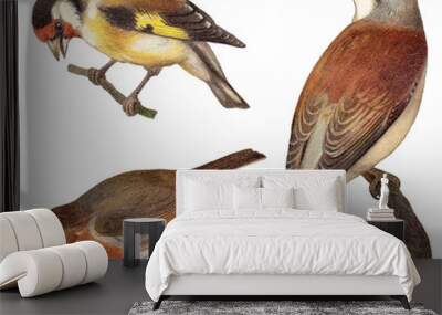 Bird collection - Goldfinch (Carduelis elegans), European Robin (Erithacus rubecula), Red backed Shrike (Lanius collurio) / vintage illustration Wall mural