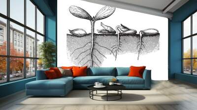 Germination seed - vintage illustration Wall mural