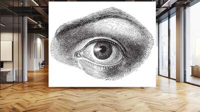 Human eye - Vintage illustration  Wall mural