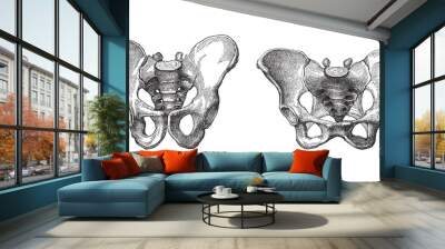 human pelvis male (left) and female (right) - vintage illustration Wall mural