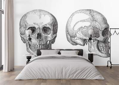 Human skull / vintage illustration  Wall mural