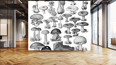 Mushroom and toadstool collection - vintage illustration from Petit Larousse Illustré 1914 Wall mural