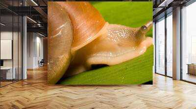 snail Wall mural