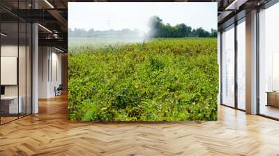 Closeup of an agricultural field facing a lack of rainfall and climate change Wall mural