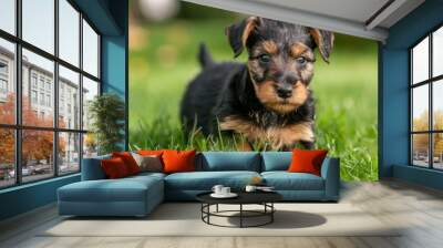 a cute airedale terrier puppy with black and tan fur coat looking curiously into the camera while st Wall mural