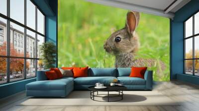 Baby Wild Rabbit (Oryctolagus cuniculus) sitting in a field. Wall mural