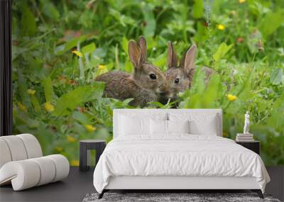 Baby Wild Rabbits (Oryctolagus cuniculus) sitting in a field. Wall mural