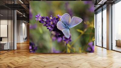 Common blue butterfly (Polyommatus icarus), feeding on a lavender flower with wings open Wall mural