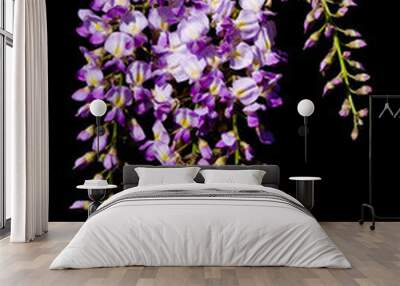 Purple and white wisteria branch in the spring sunshine isolated against a black background  Wall mural