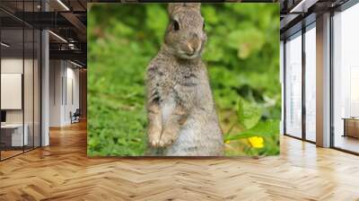 Wild Rabbit (Oryctolagus cuniculus) in a field. Wall mural