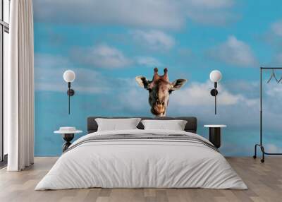 giraffe and the sky Wall mural