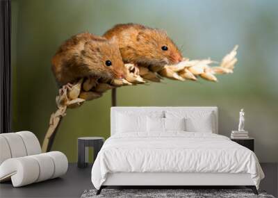 Harvest Mice Wall mural