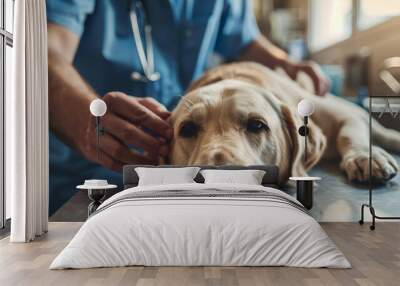 Labrador at vet clinic. The  veterrinarian examinated a dog on the table. Vet giving a dog a check up. Health care and prevention in hospital.  Wall mural