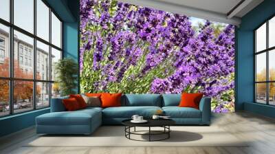 Blooming lavender or Lavandula angustifolia with delicate purple fragrant inflorescences on long stems in a summer garden on a sunny day. Floral wallpaper Wall mural