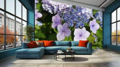 hydrangea blue wave, hydrangea macrophylla flowers, floral wallpaper, blurred flower background, huge airy inflorescences caps, beautiful blooming bushes, penny mac, ornamental flower, flower head, be Wall mural