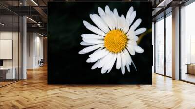 White Daisy on Black Background Wall mural