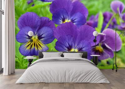  colorful pansy flowers in a garden on a green background Wall mural