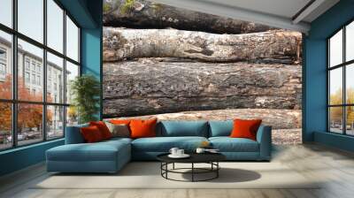 Natural wooden background with the texture of logs. Wall mural