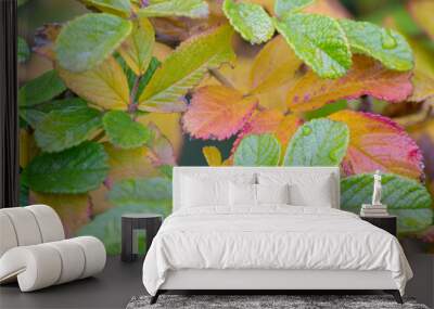 Real autumn leaves lying in rain drops. Seasonal photo. Yellow and green colours with texture. Wall mural