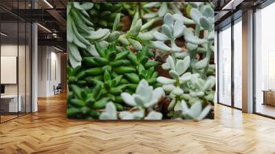 succulents and potted cacti for home decoration, interior and botanical garden decoration Wall mural