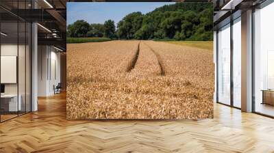 field of wheat in summer Wall mural