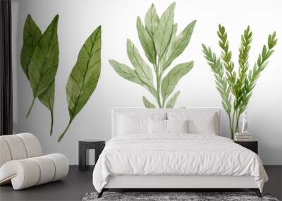 Bay leaves, thyme and sage isolated on white background.  Culinary herbs botanical illustration painted with watercolor.  Wall mural