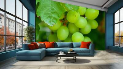 green grapes look so fresh. Green grape harvest. Green grapes in the garden Wall mural