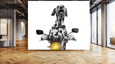 happy dog rides on a motorcycle Wall mural