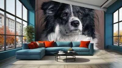 Portrait of the cute adorable black and white Border Collie female on dark background, animal concept Wall mural