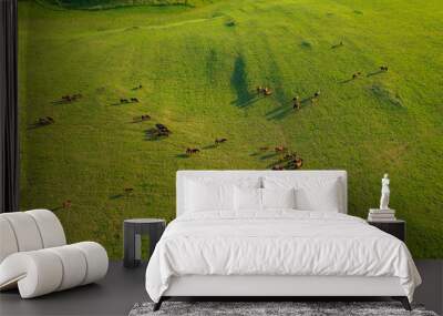 AERIAL: Flying above a herd of foals and adult horses grazing in a vast pasture. Wall mural