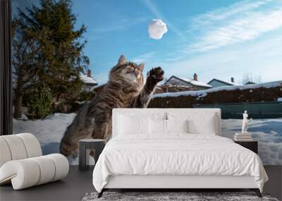 CLOSE UP, DOF: Frisky brown tabby cat dives at a small snowball in mid-air. Wall mural