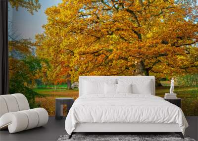 Big acorn tree Wall mural