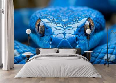 A close-up portrait of a blue snake with brown eyes looking directly at the camera. Wall mural