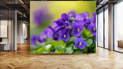 A cluster of vibrant purple pansies with yellow centers bloom in a field of green foliage. Wall mural