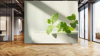 A sprig of fresh green mint on a white surface in the sun. Wall mural