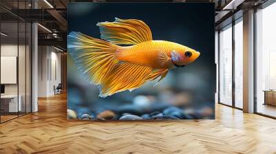 A vibrant orange Betta fish with flowing fins swims in a freshwater tank, its body and fins shimmering with an orange hue.  Wall mural