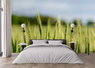 green wheat field in summer Wall mural