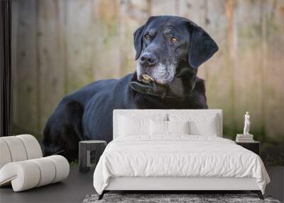 Labrador Retriever Wall mural