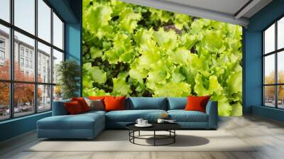 Leafy green lettuce, background, copy space, vegetarian Wall mural