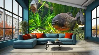 red piranha fish pygocentrus nattereri Wall mural