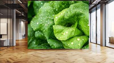 Closeup photograph of vibrant green romaine lettuce leaves with glistening water droplets or rain on the surface isolated on a clean background with ample copy space Wall mural