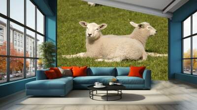 two little lambs laying in the grass Wall mural