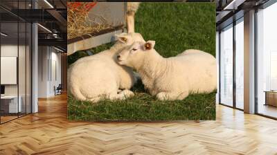 two little lambs Wall mural