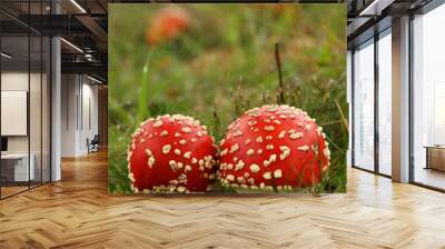 Two toadstools in the grass Wall mural