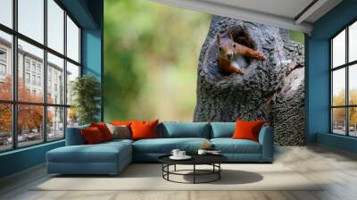 Eurasian red squirrel (Sciurus vulgaris) searching for food in the forest in the South of the Netherlands.  Wall mural