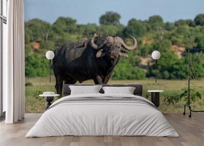 Red-billed oxpecker sitting on a african buffalo in Chobe National Park in Botswana Wall mural